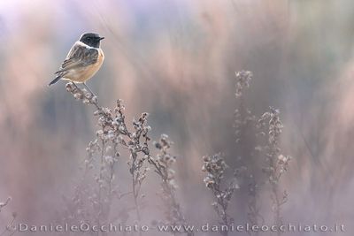 Saltimpalo; European Stonechat; Saxicola rubicola