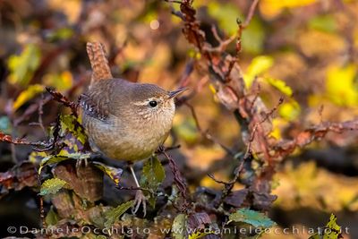 Scricciolo; Winter Wren; Troglodytes troglodytes