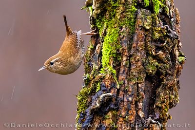 Wren (Scricciolo)