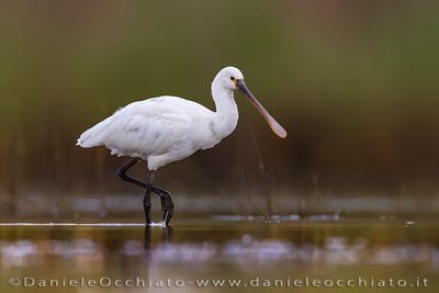 Spoonbill (Spatola)