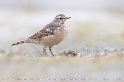 Water Pipit (Anthus spinoletta)
