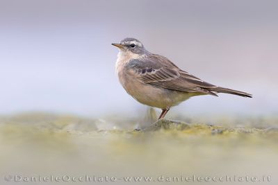 Water Pipit (Anthus spinoletta)