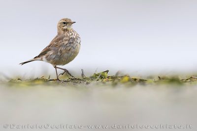 Water Pipit (Anthus spinoletta)