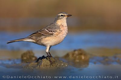 Spinoletta; Water Pipit; Anthus spinoletta