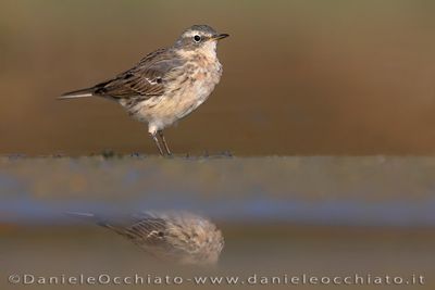 Water Pipit (Anthus spinoletta)