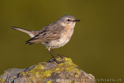 Spioncello; Water Pipit; Anthus spinoletta