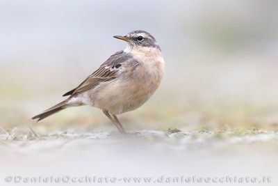 Water Pipit (Anthus spinoletta)