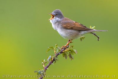 Common Whitethroat (Sylvia communis)