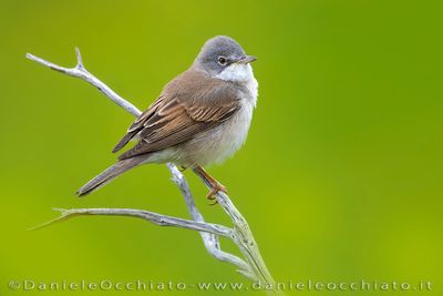 Common Whitethroat (Sylvia communis)