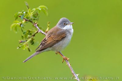 Common Whitethroat (Sterpazzola)