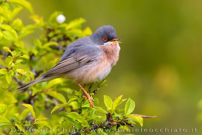 Moltoni's Warbler (Sylvia subalpina)