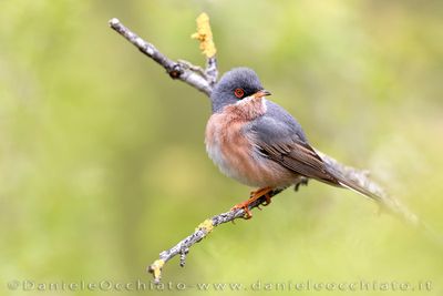 Moltoni's Warbler (Sylvia subalpina)