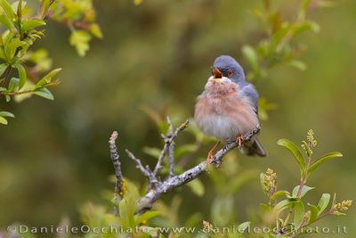 Moltoni's Warbler (Sylvia subalpina)