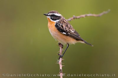 Whinchat (Saxicola rubetra)