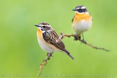 Whinchat (Saxicola rubetra)