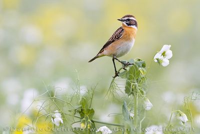 Whinchat (Saxicola rubetra)