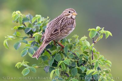 Corn Bunting (Miliaria calandra)