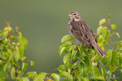 Corn Bunting (Miliaria calandra)