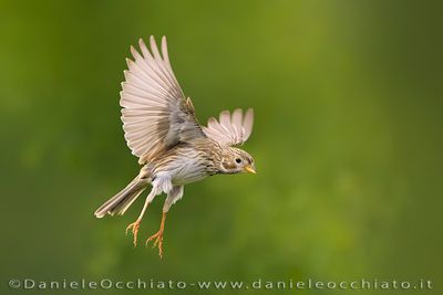 Corn Bunting (Miliaria calandra)