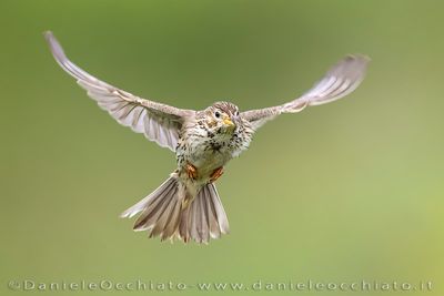 Corn Bunting (Miliaria calandra)