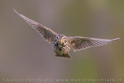 Corn Bunting (Miliaria calandra)