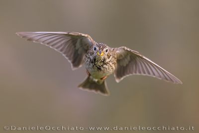 Corn Bunting (Miliaria calandra)