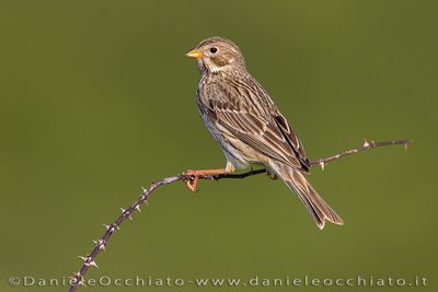 Corn Bunting (Miliaria calandra)