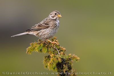 Corn Bunting (Miliaria calandra)