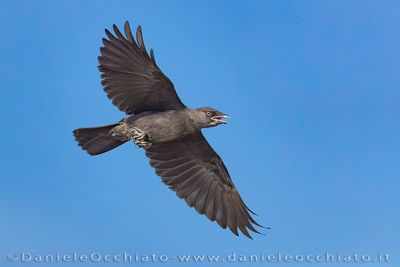 Taccola; Eurasian Jackdow; Corvus monedula