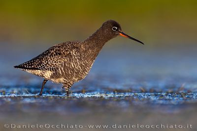 Spotted Redshank (Totano moro)