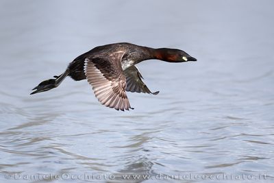 Little Grebe (Tuffetto)