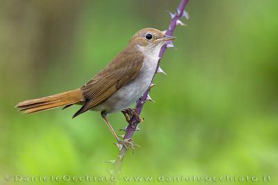Nightingale (Usignolo)