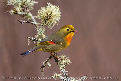 Red-billed Leiothrix (Leiothrix lutea)