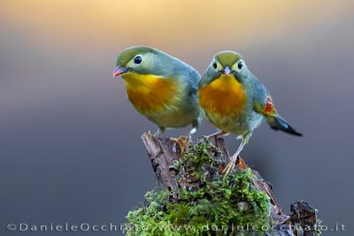 Red-billed Leiothrix (Leiothrix lutea)