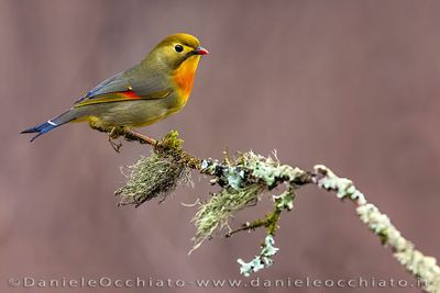 Red-billed Leiothrix (Leiothrix lutea)