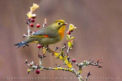 Red-billed Leiothrix (Leiothrix lutea)