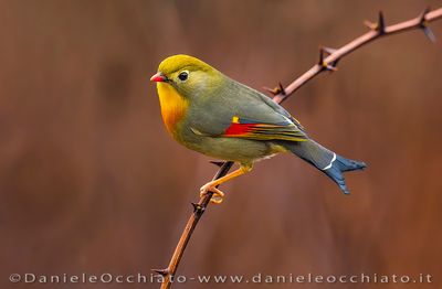 Red-billed Leiothrix (Leiothrix lutea)