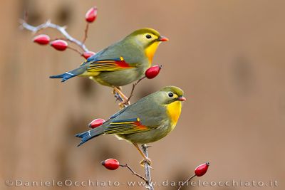 Red-billed Leiothrix (Leiothrix lutea)