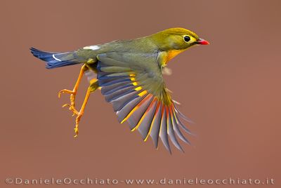 Red-billed Leiothrix (Leiothrix lutea)