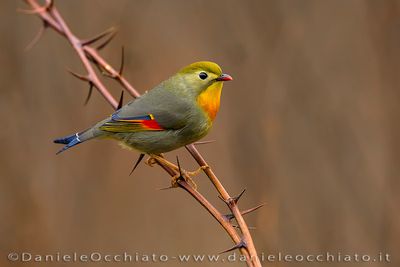 Red-billed Leiothrix (Leiothrix lutea)