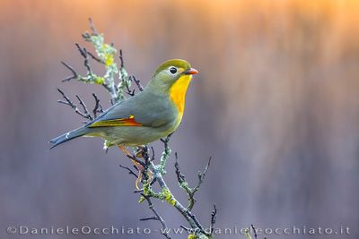 Red-billed Leiothrix (Leiothrix lutea)