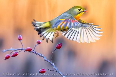 Red-billed Leiothrix (Usignolo del Giappone)