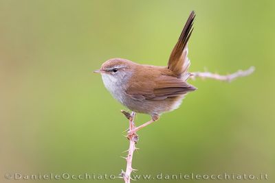 Cetti's Warbler (Cettia cetti)