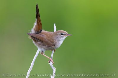 Cetti's Warbler (Cettia cetti)
