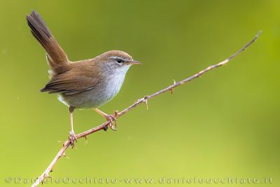 Cetti's Warbler (Cettia cetti)
