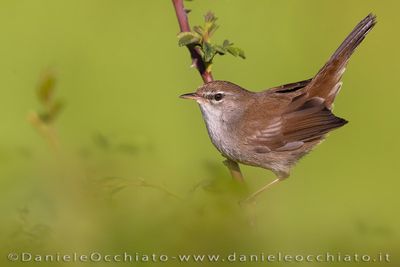 Cetti's Warbler (Cettia cetti)