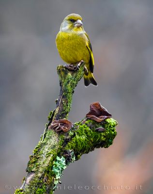 European Greenfinch (Chloris chloris)