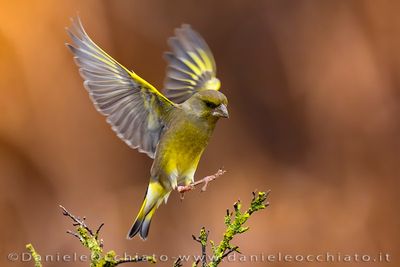 European Greenfinch (Chloris chloris)