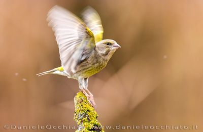 Greenfinch (Verdone)