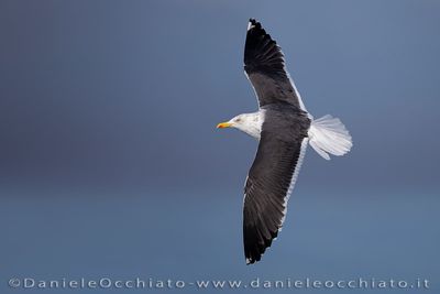 Lesser black-backed Gull (Zafferano)
